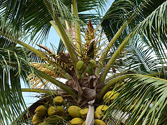 albero-cocco